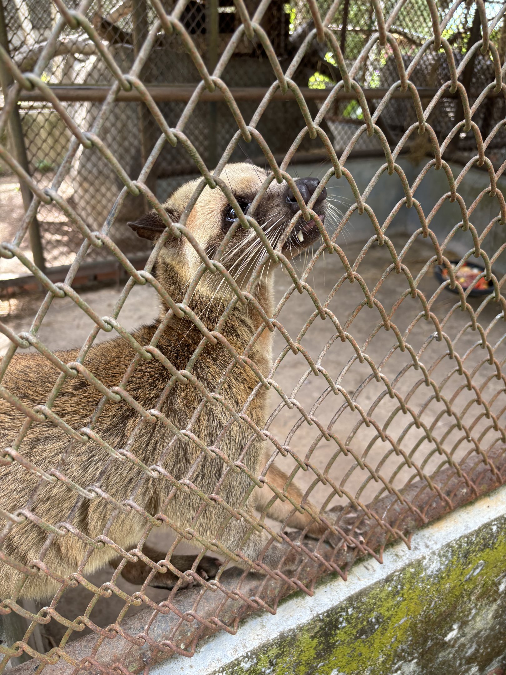 Masked Palm Civet (off-show)