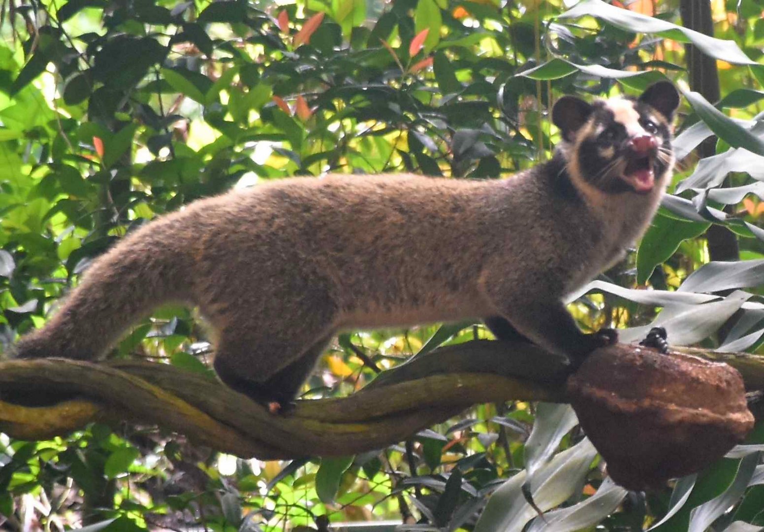 Masked Palm Civet (Paguma larvata larvata)