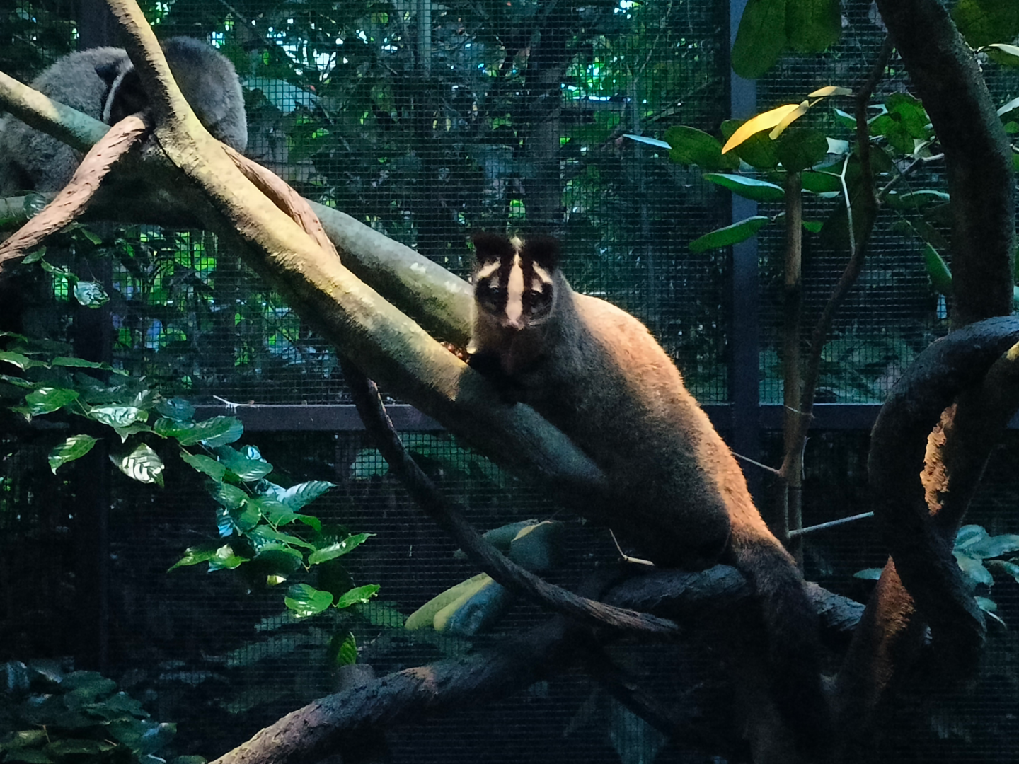 Masked Palm Civet (Paguma larvata larvata)