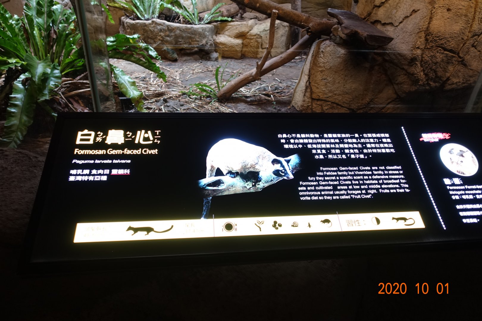 Masked Palm Civet (Paguma larvata taivana)