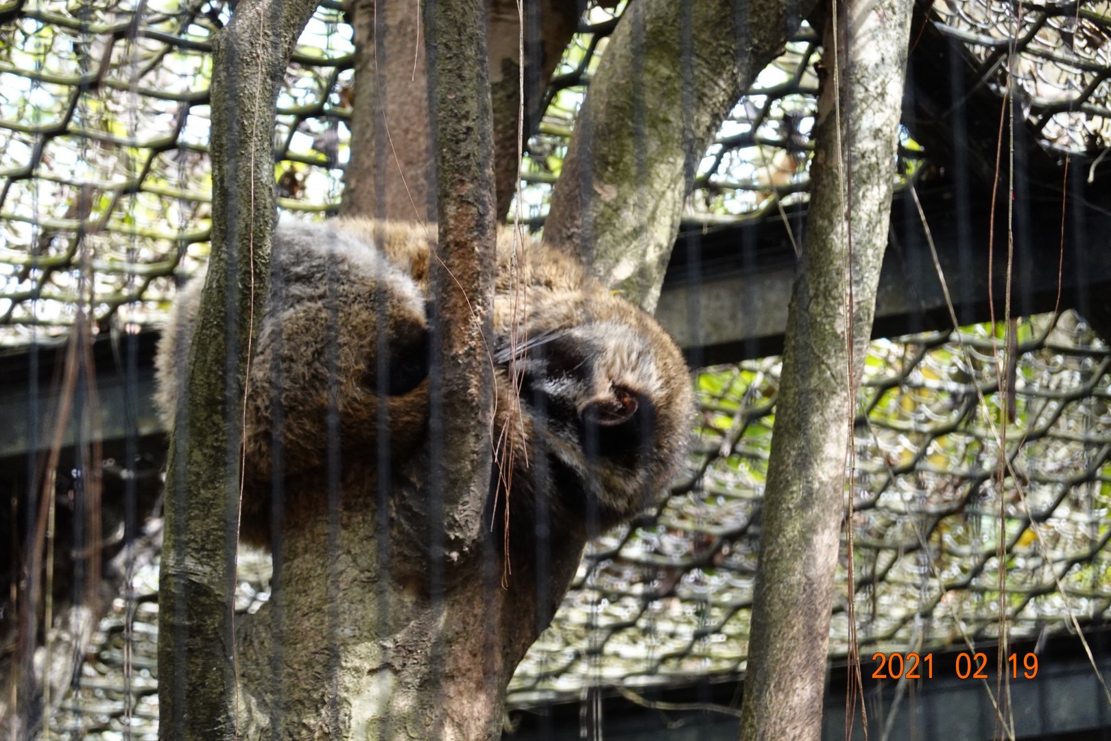 Masked Palm Civet (Paguma larvata taivana)