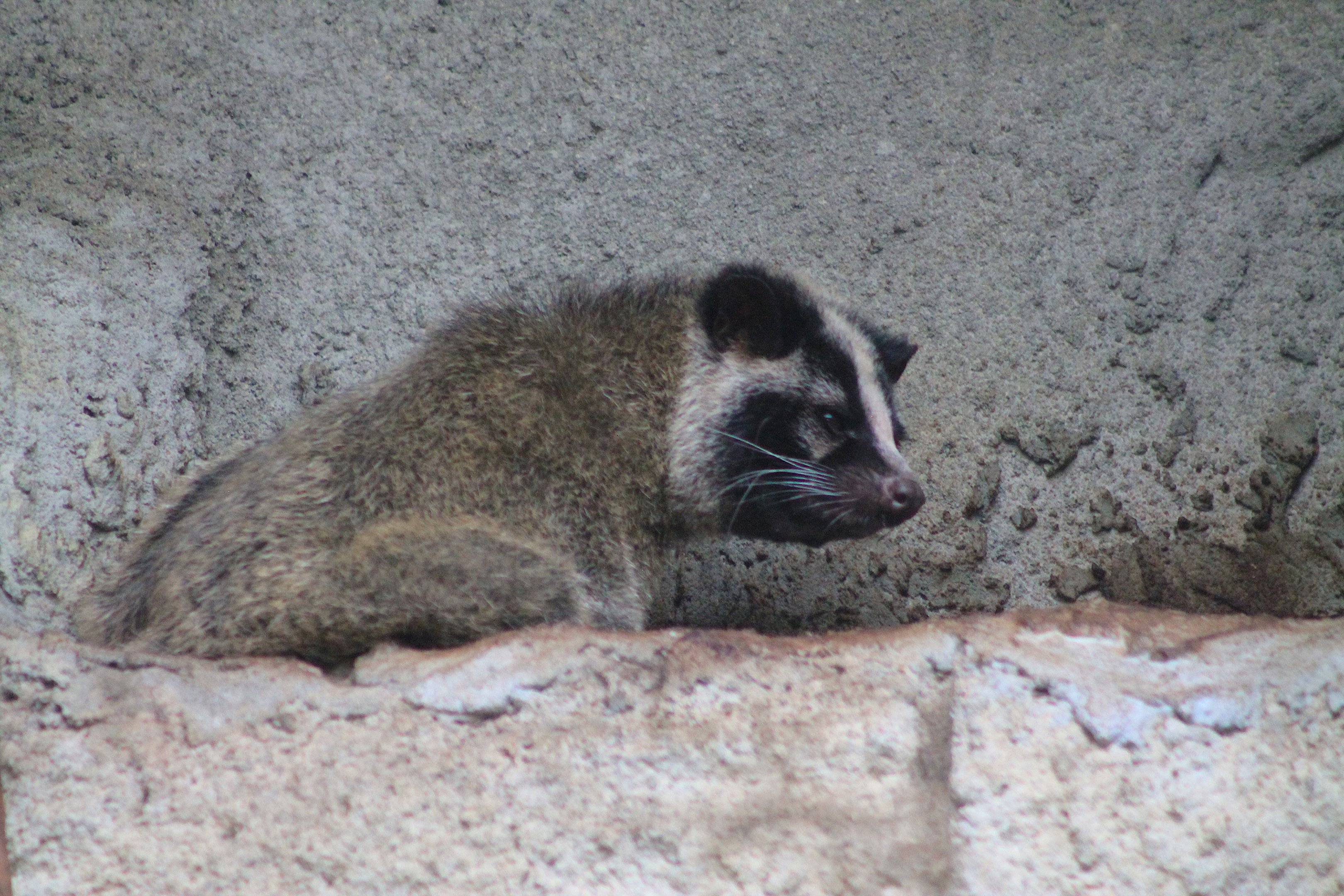 Masked Palm Civet (Paguma larvata taivana)
