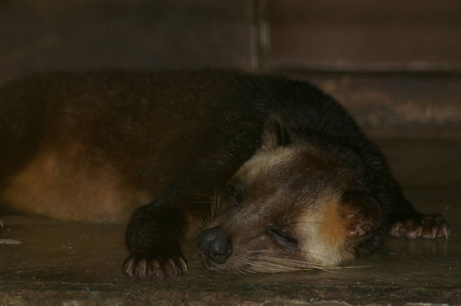 Masked palm civet (Paguma larvata)