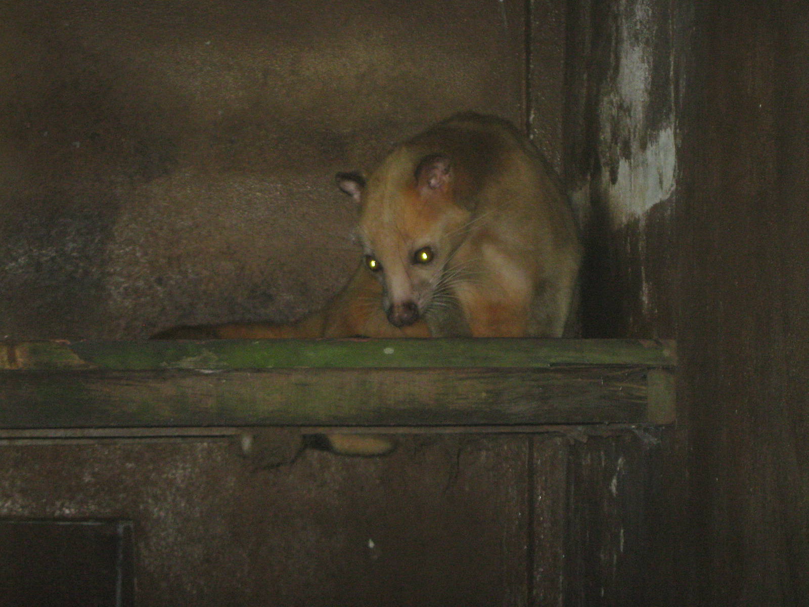 Masked palm civet (Paguma larvata)