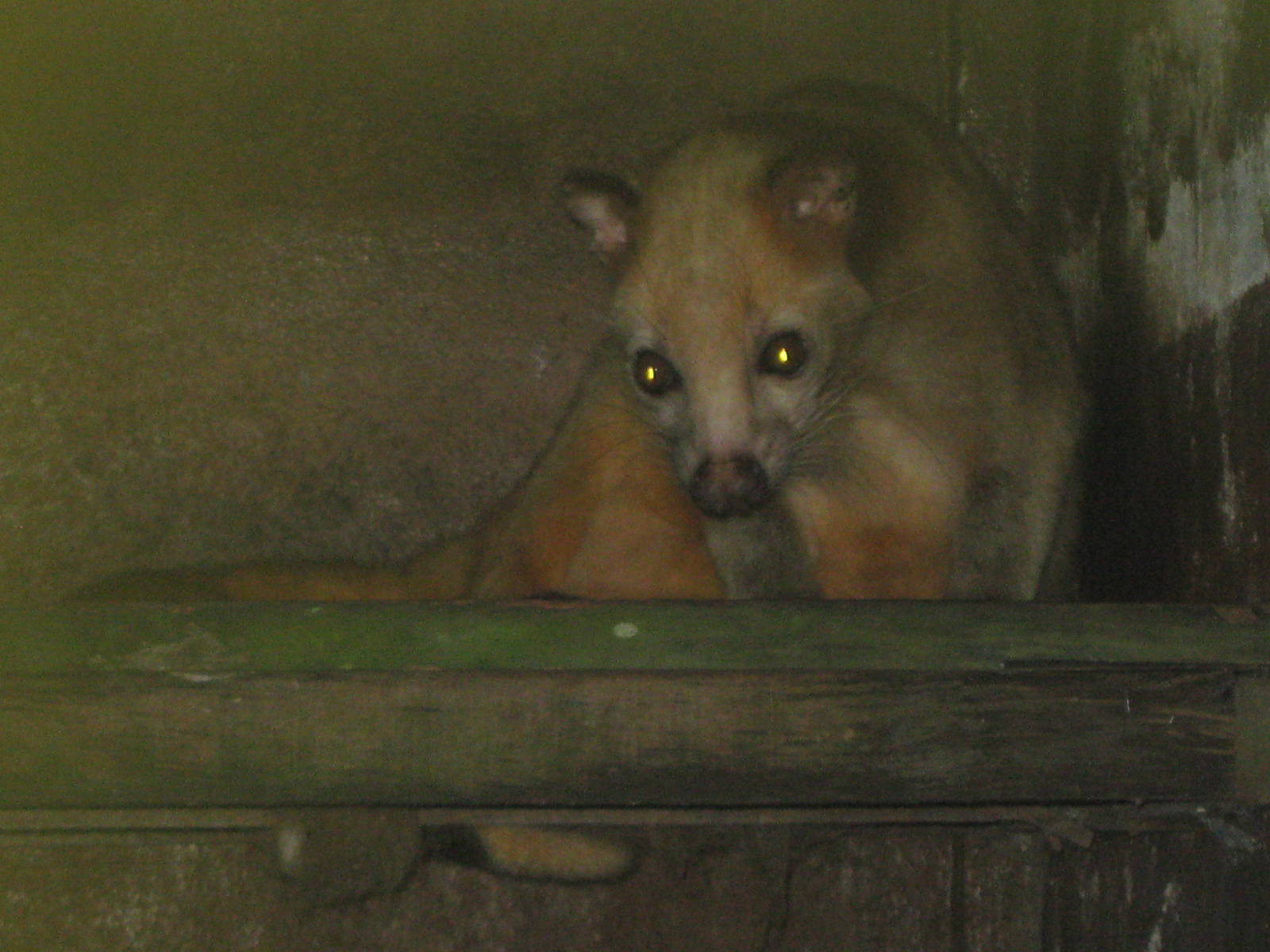 Masked palm civet (Paguma larvata)