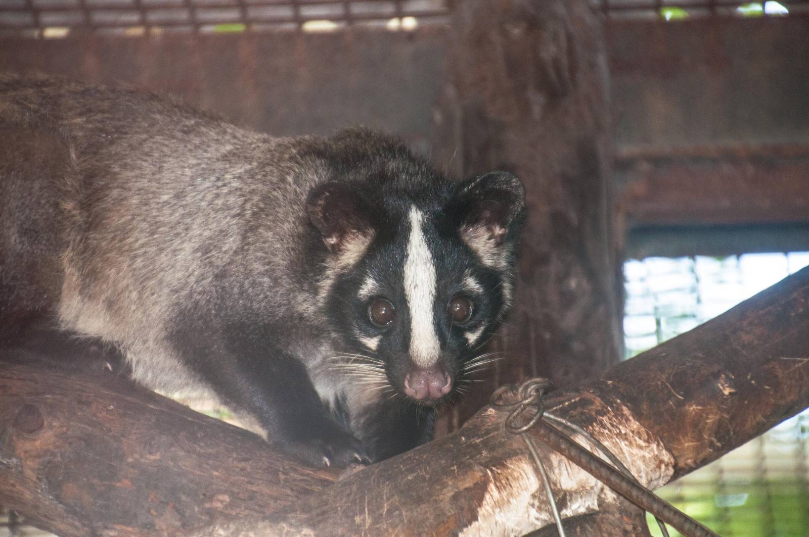Masked Palm Civet - Paguma larvata
