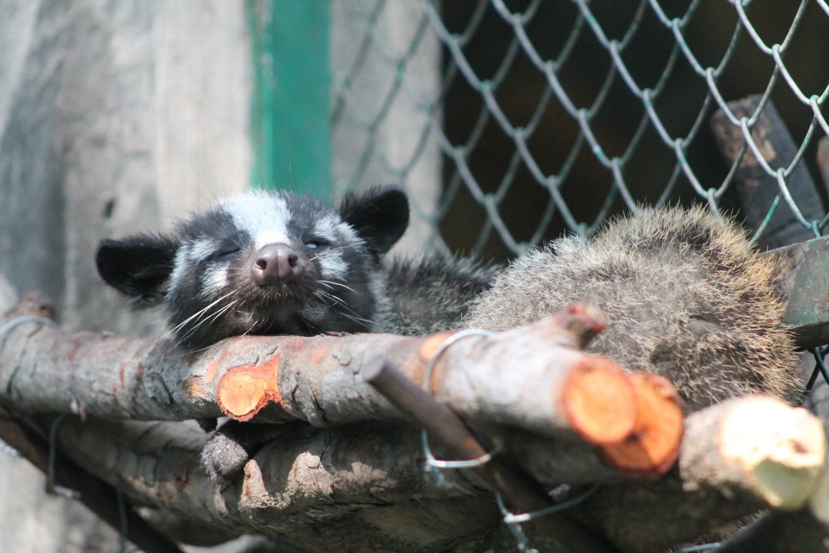 Masked Palm Civet (Paguma larvata)