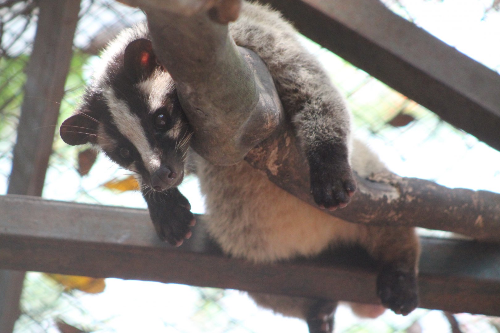 Masked Palm Civet (Paguma larvata)