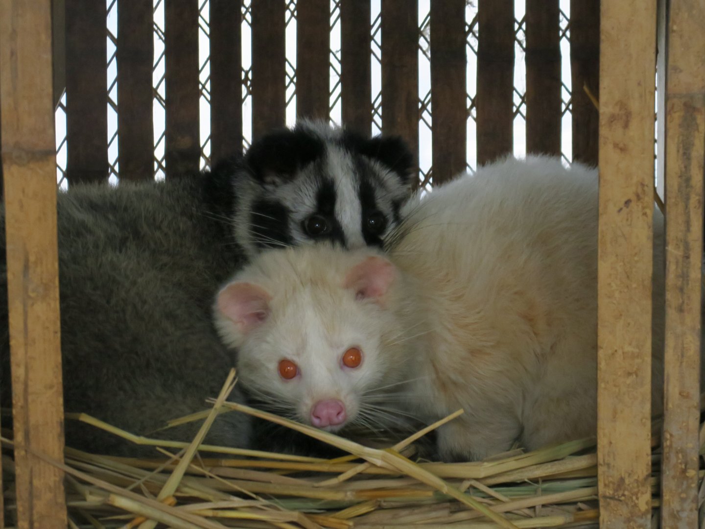 masked palm civet (Paguma larvata)