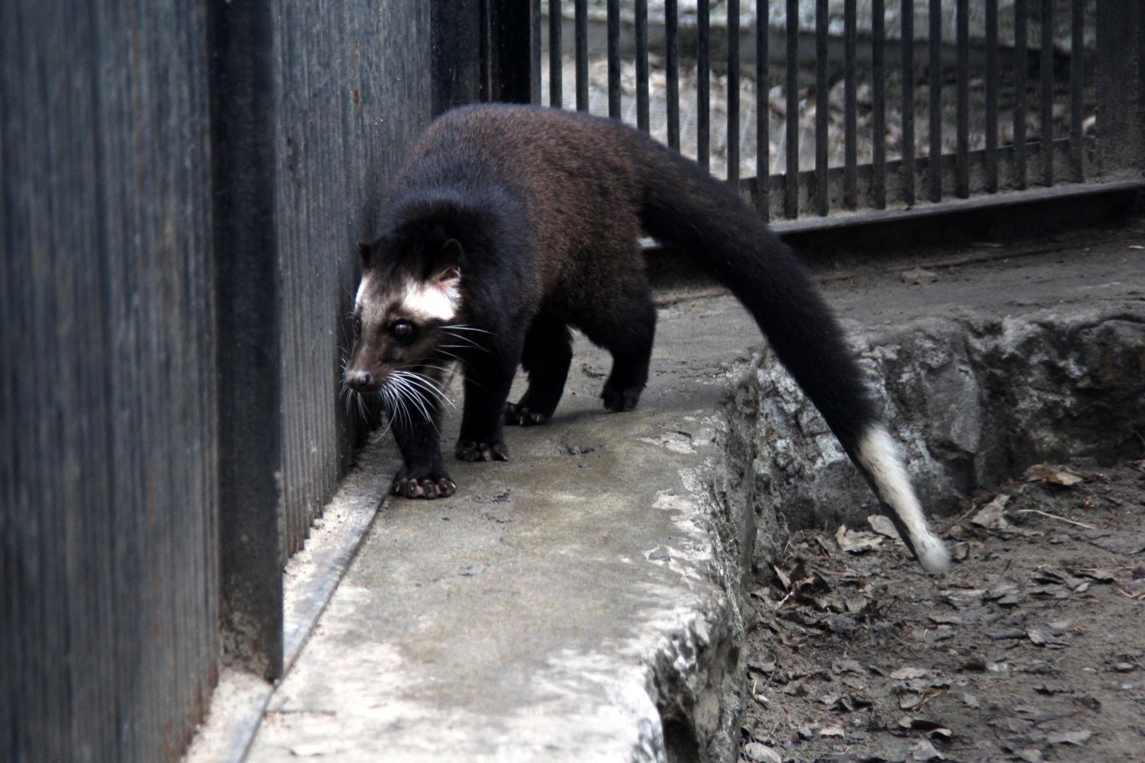 masked palm civet (Paguma larvata)