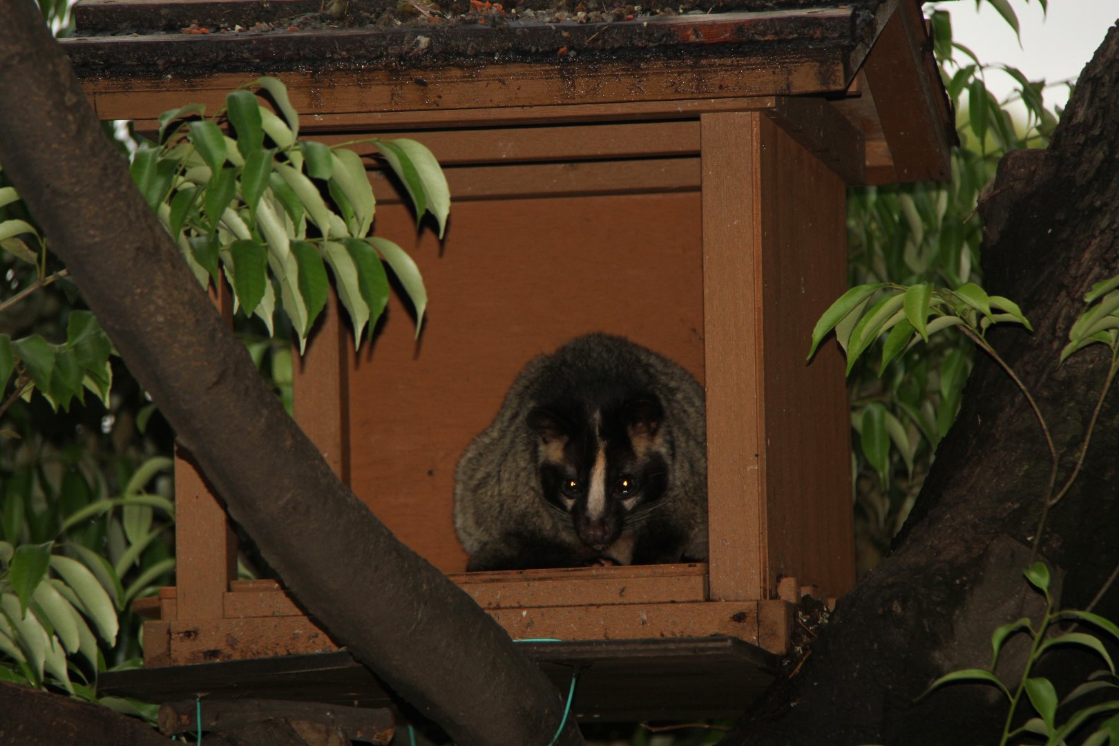 masked palm civet (Paguma larvata)