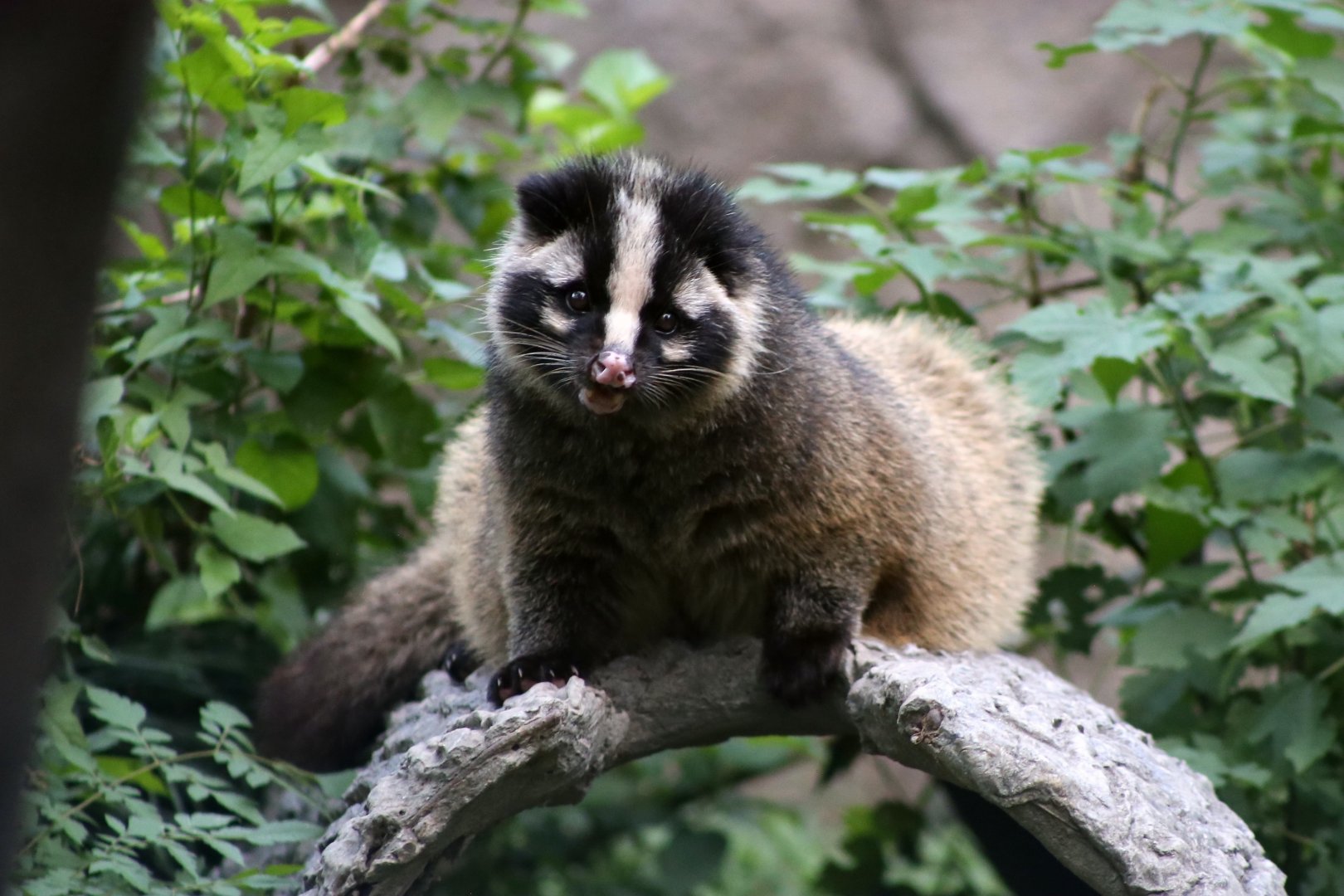 Masked Palm Civet (Paguma larvata)