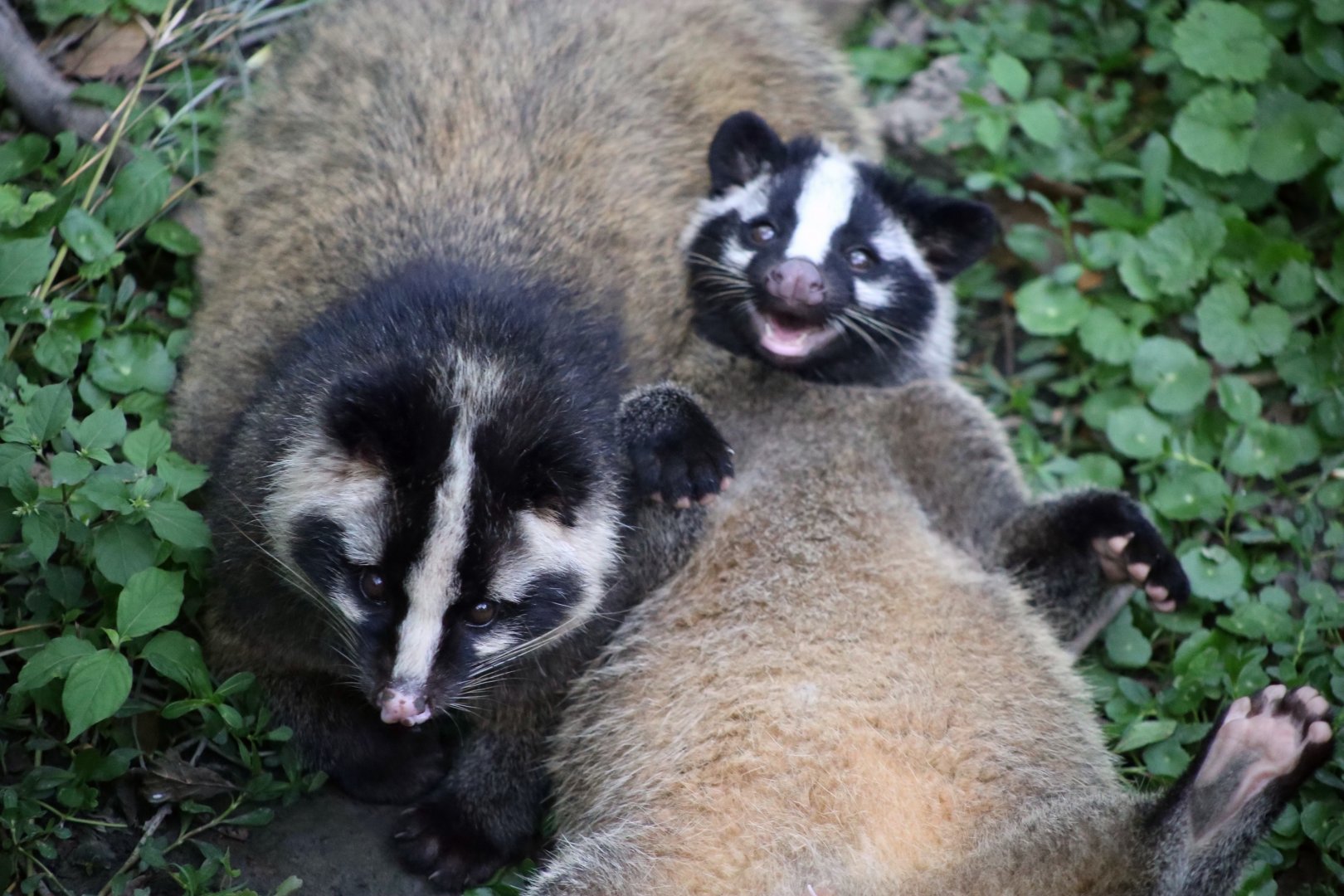 Masked Palm Civet (Paguma larvata)