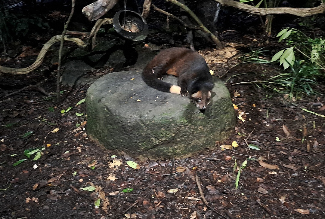 Masked Palm Civet (Paguma larvata)