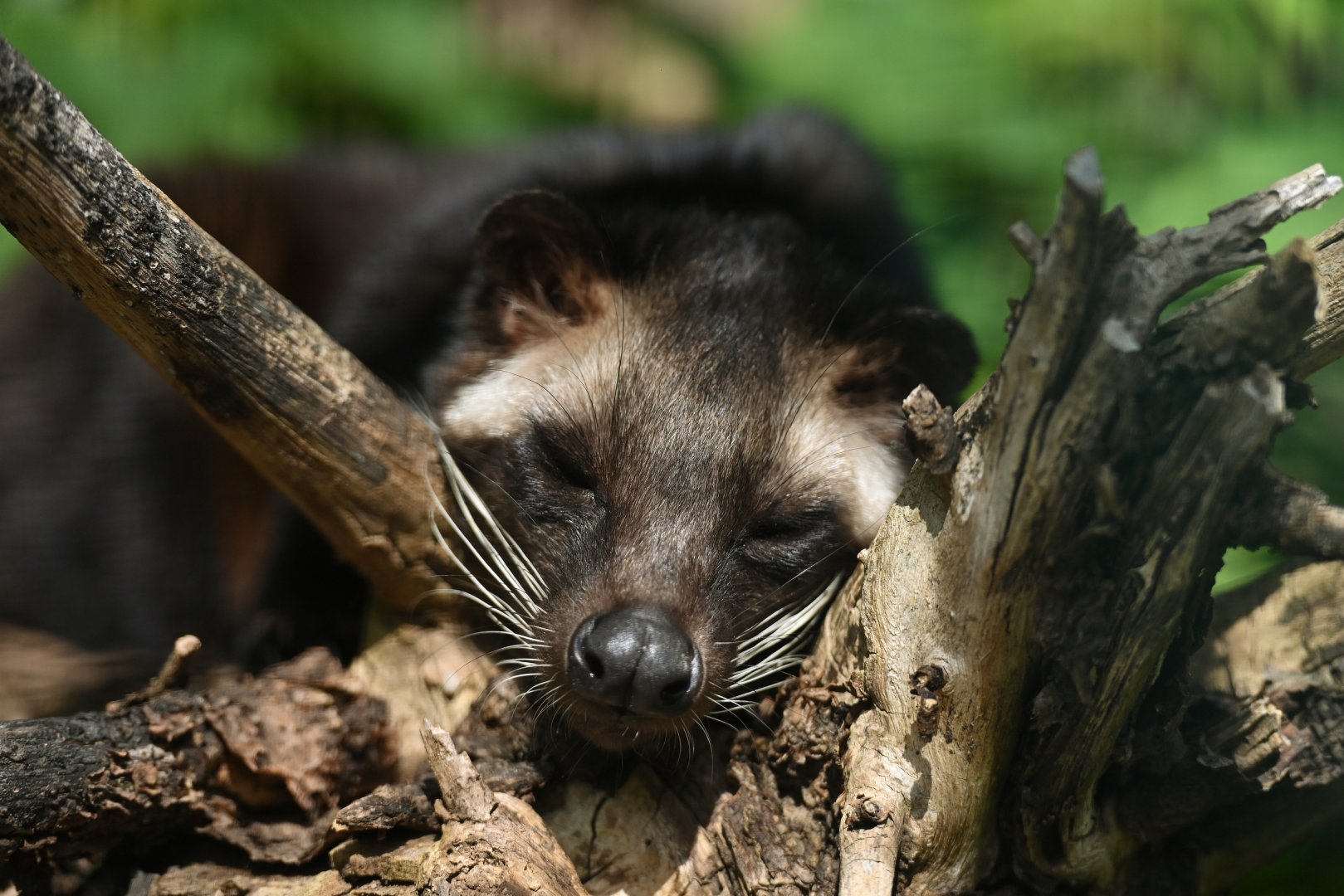Masked palm civet (Paguma larvata)