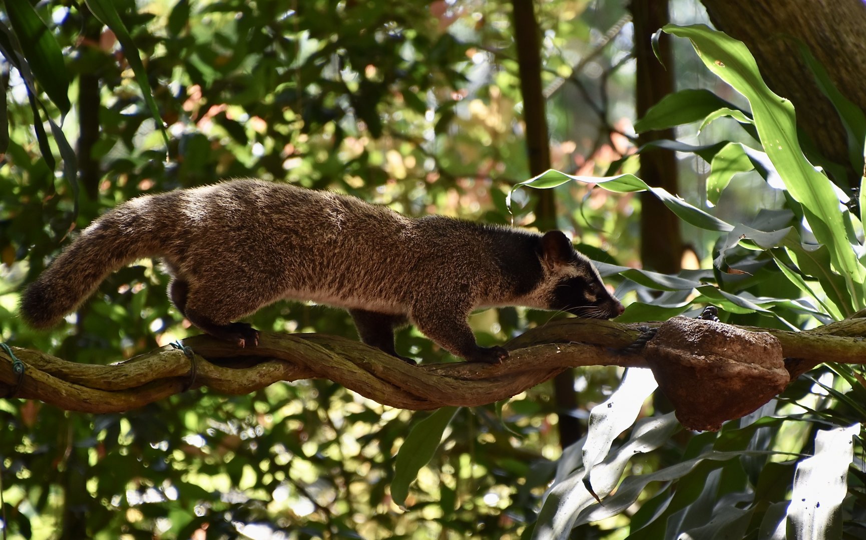 Masked Palm Civet (Paguma larvata)