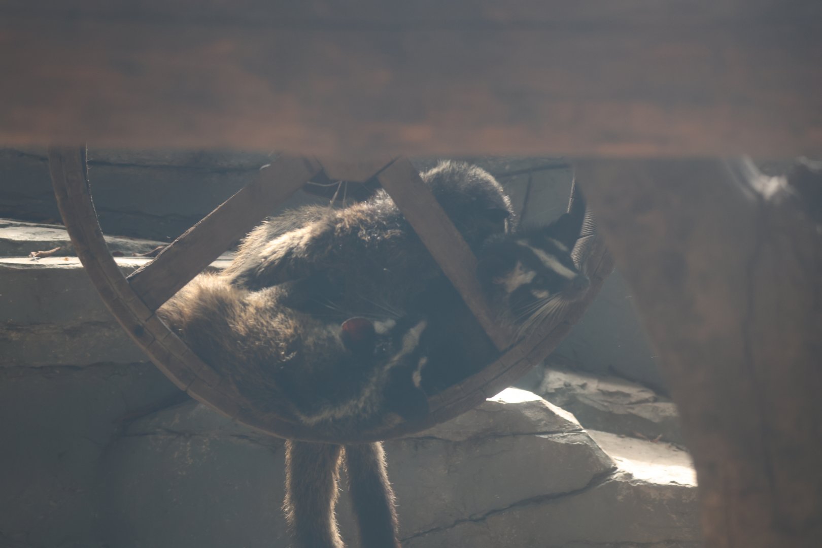 Masked palm civet (Paguma larvata)