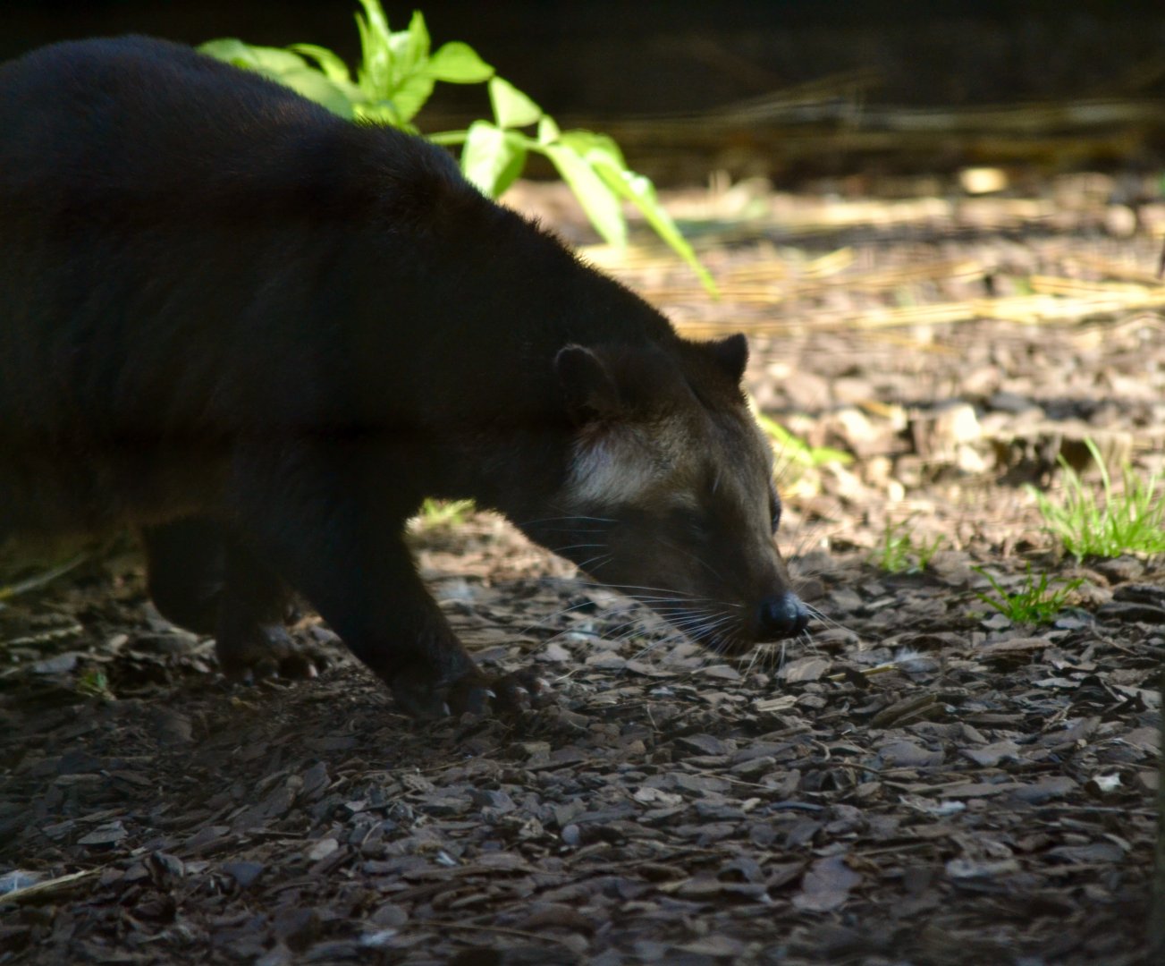 Masked Palm Civet - September 2020
