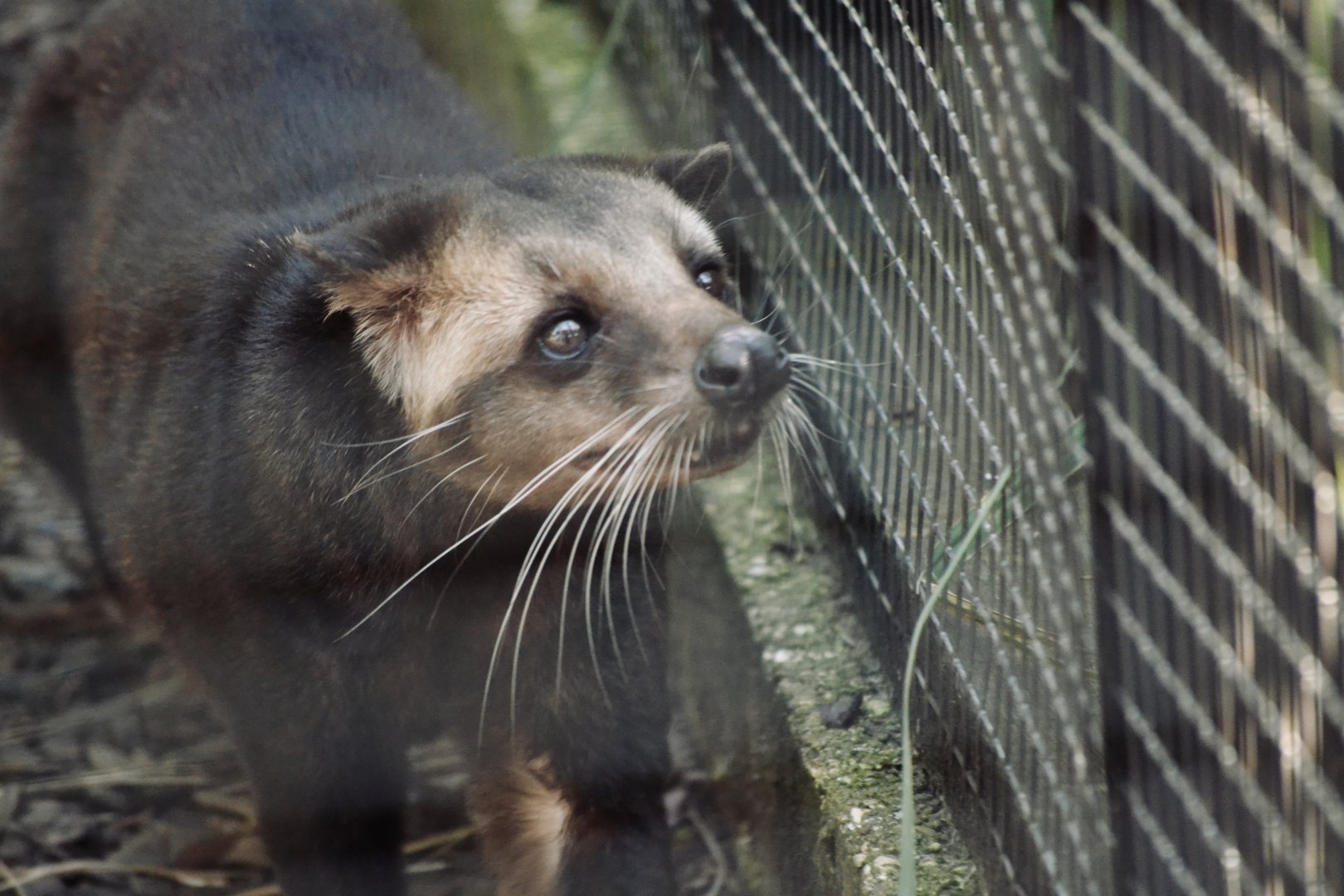 Masked Palm Civet - September 2020