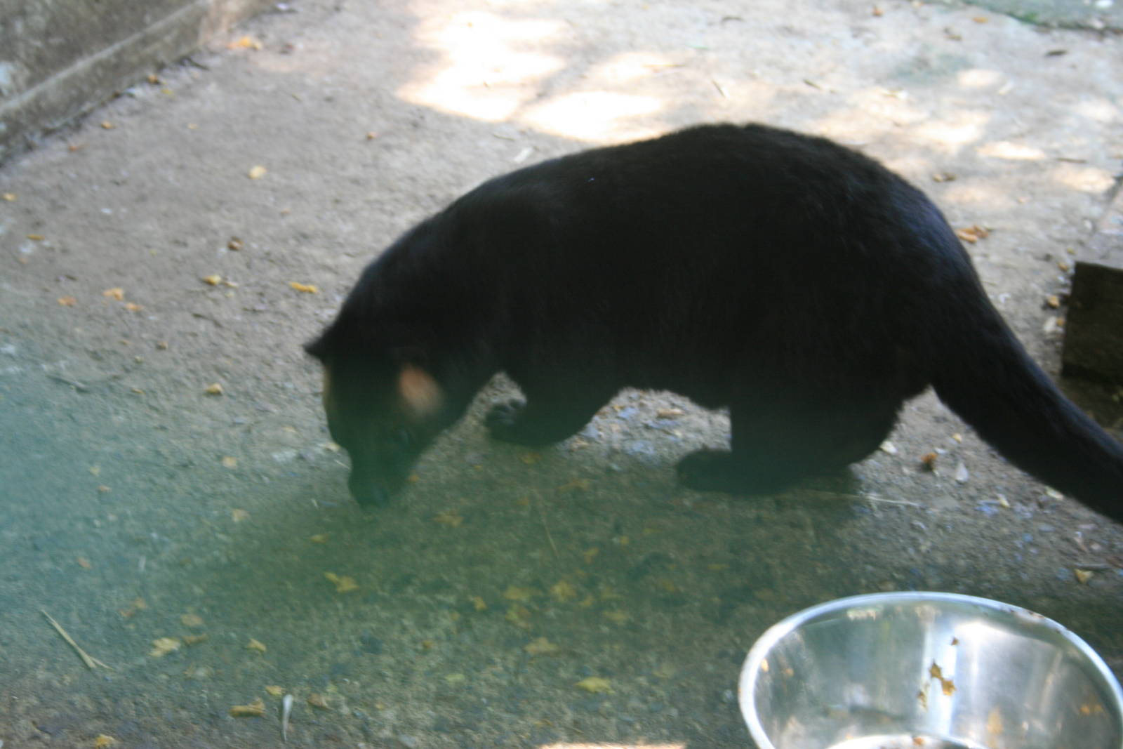 masked palm civet ssp. 2015