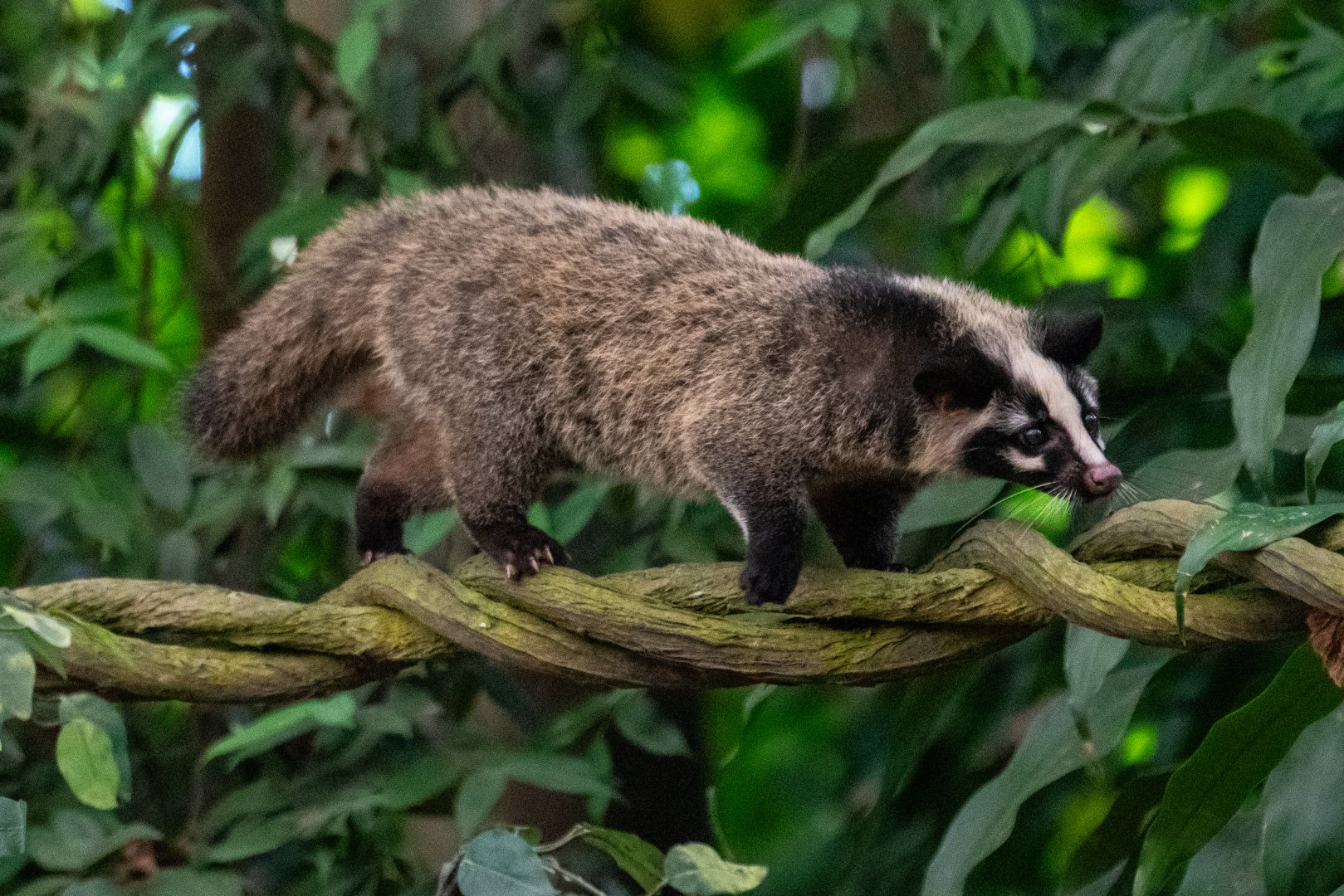 Masked Palm Civet ssp.