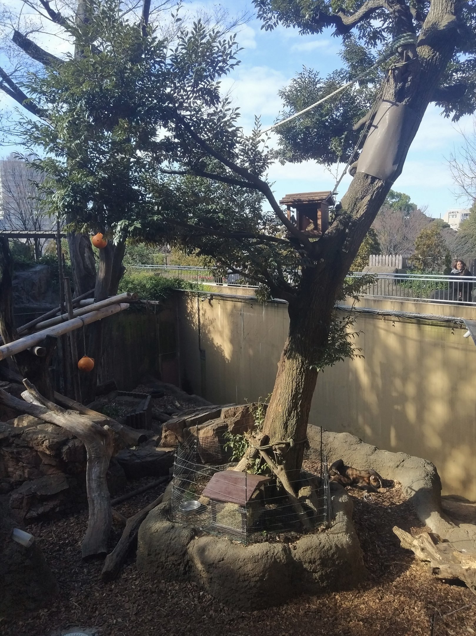 Masked Palm Civet Tree Inside Sun Bear Exhibit
