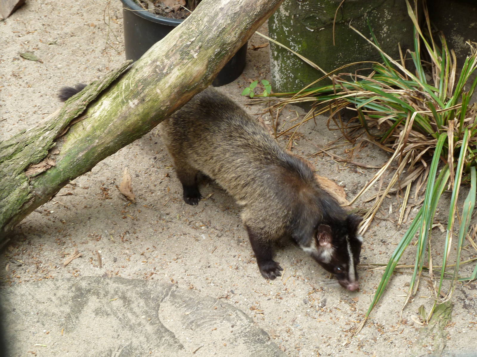 Masked palm civet