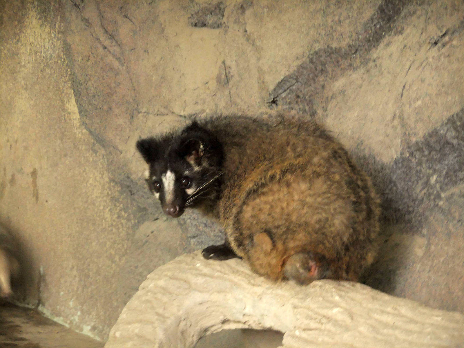 Masked Palm Civet