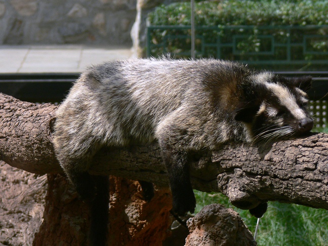 Masked palm civet