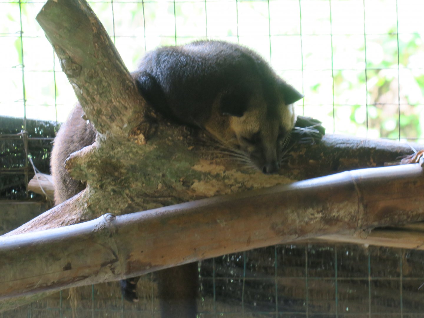Masked Palm Civet