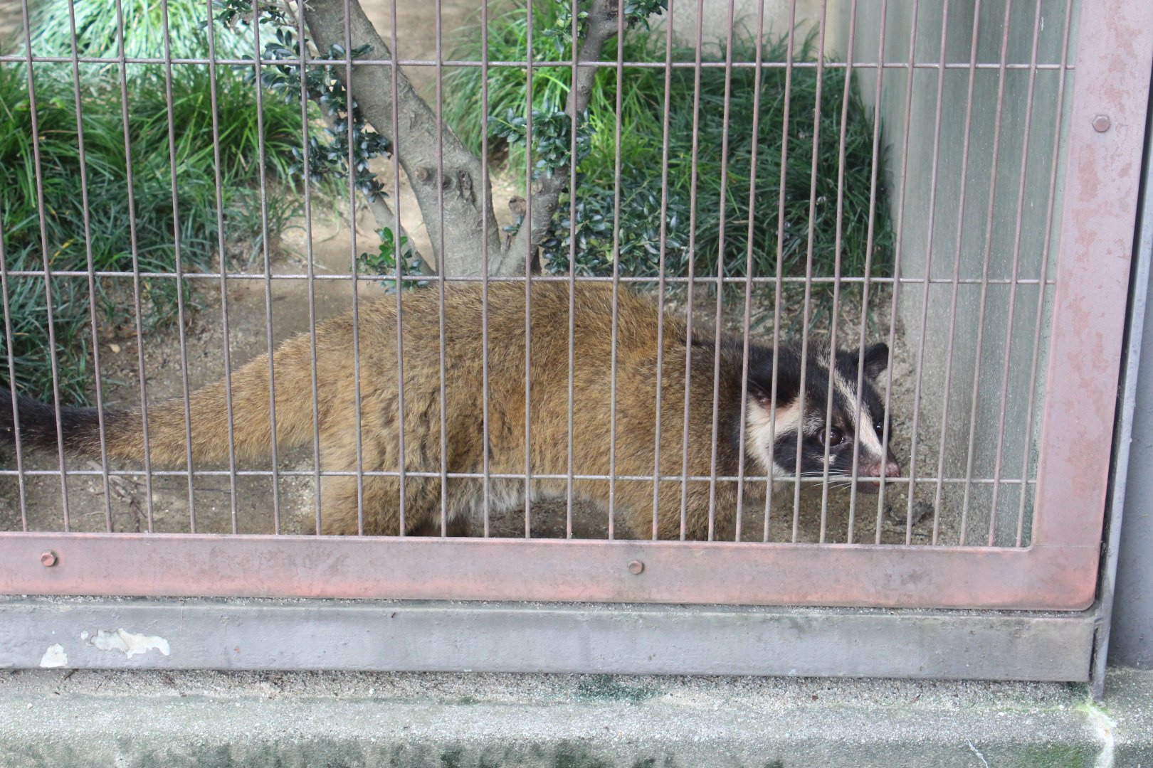 Masked palm civet