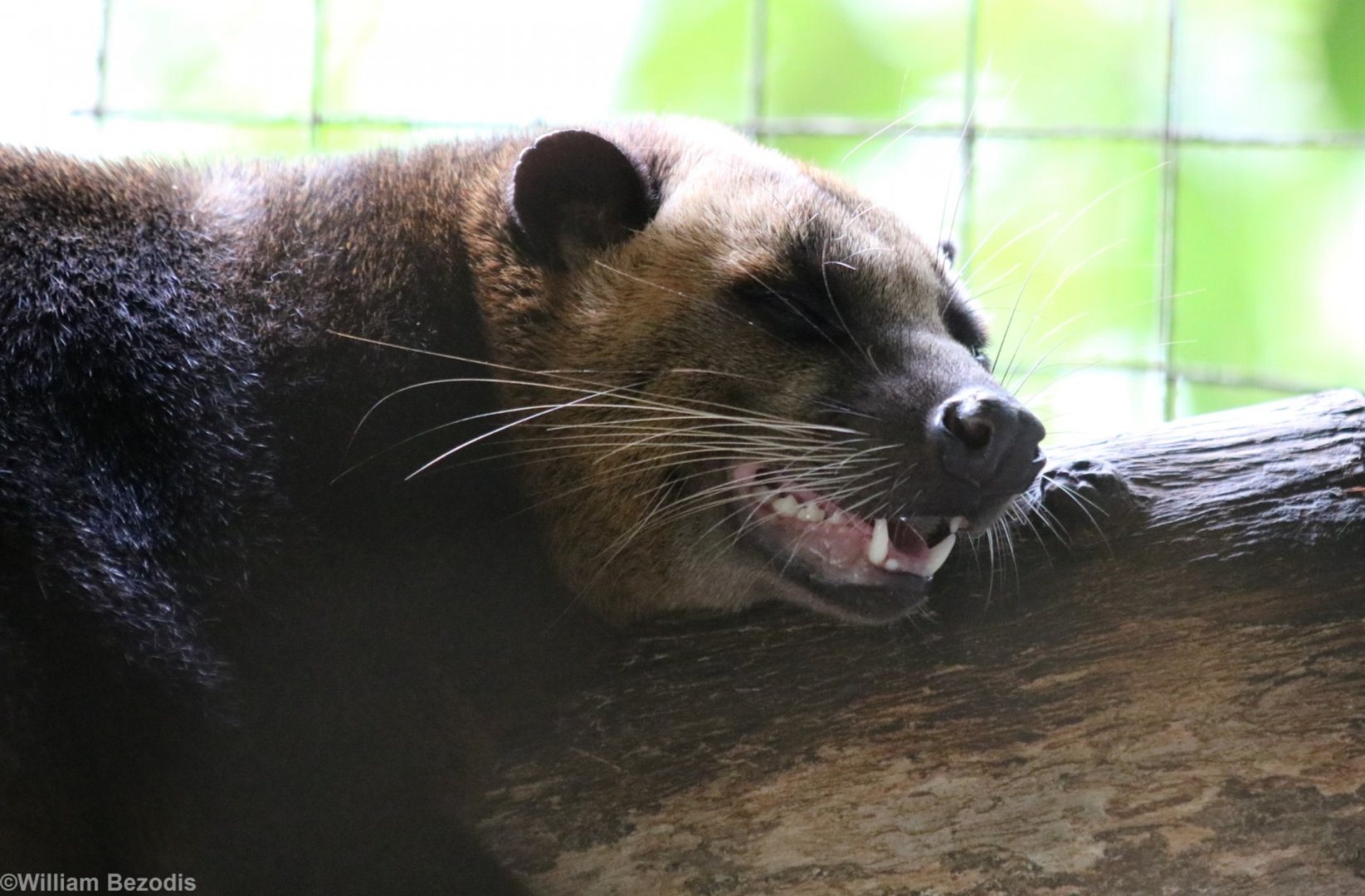 Masked Palm Civet