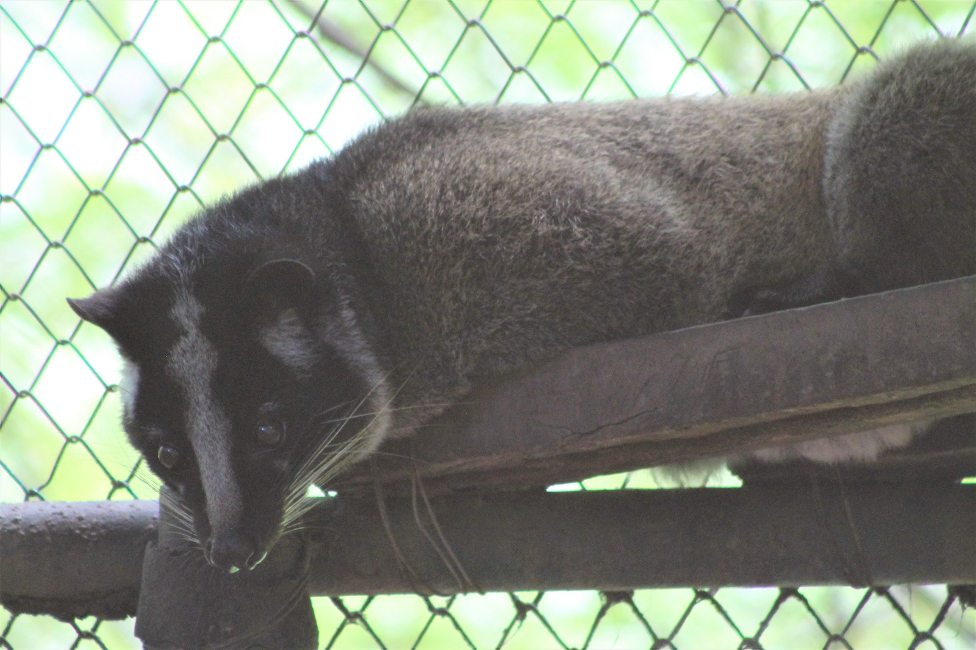 Masked Palm Civet