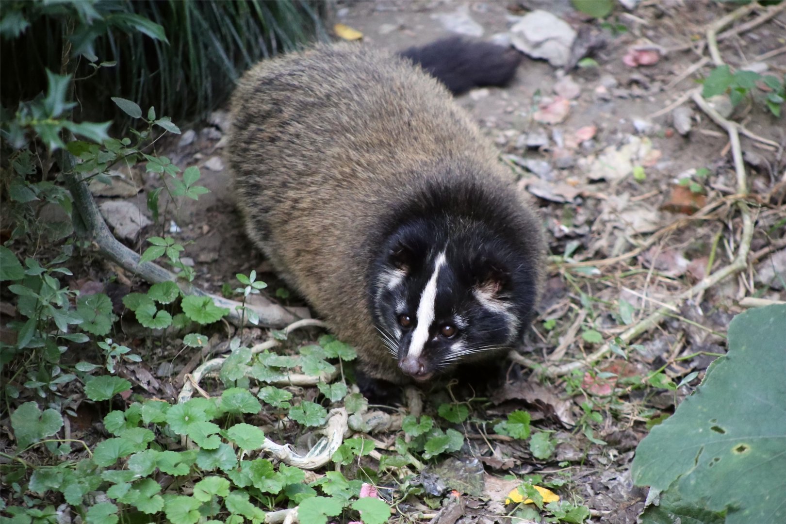 Masked Palm Civet