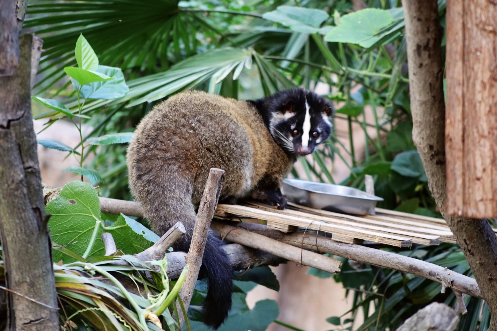 Masked Palm Civet