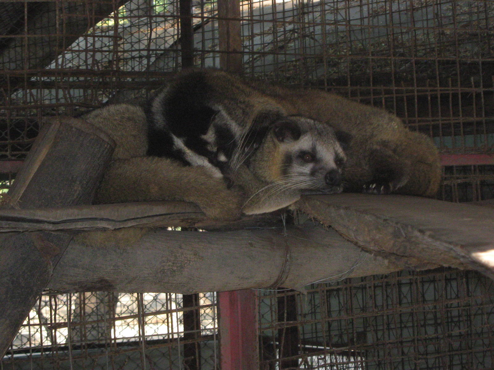 Masked Palm Civets (Paguma larvata)