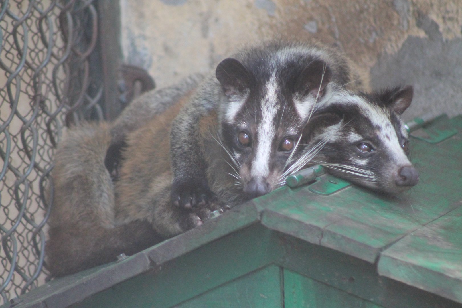 Masked Palm Civets (Paguma larvata)