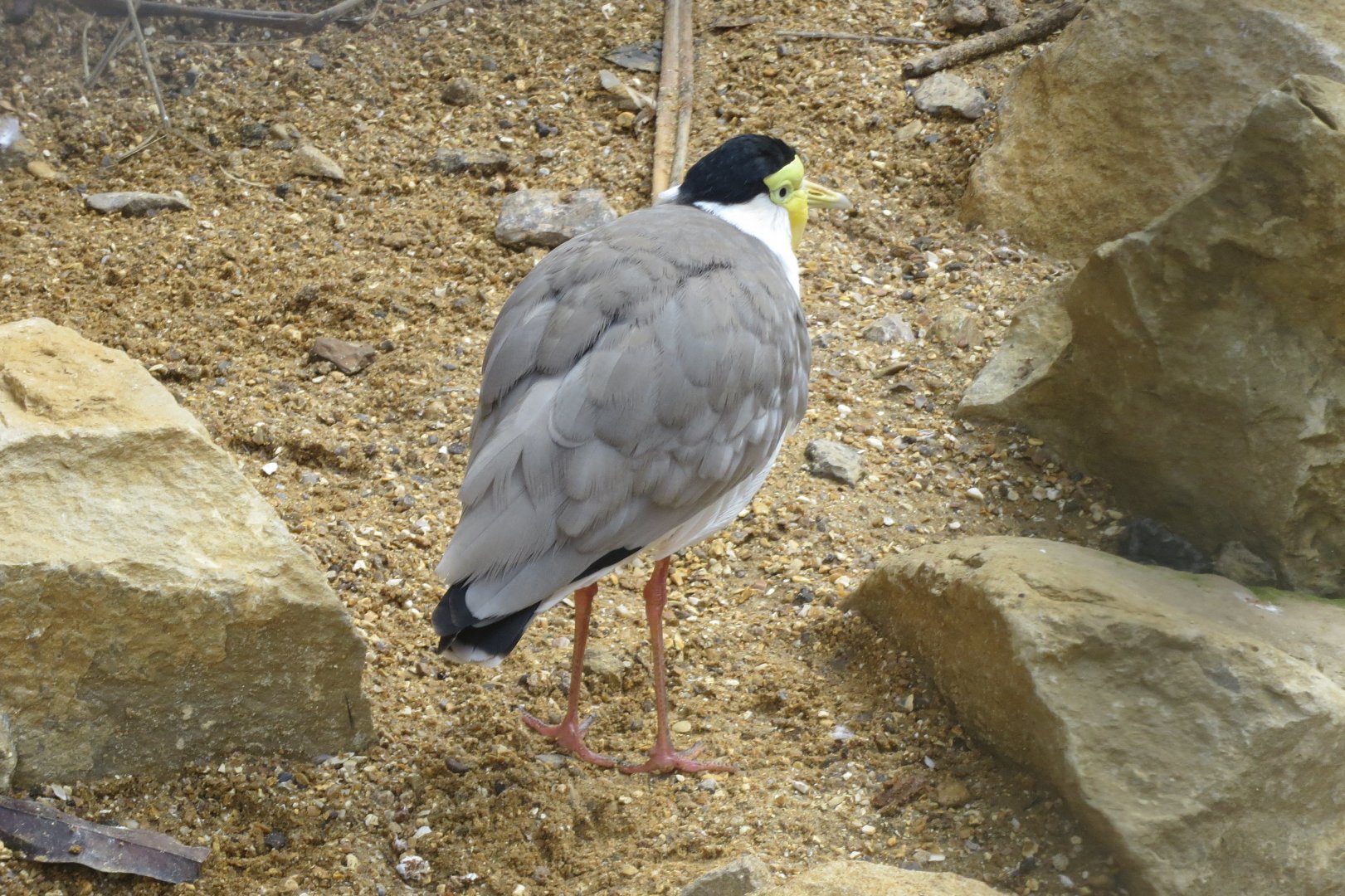 Masked plover 261018