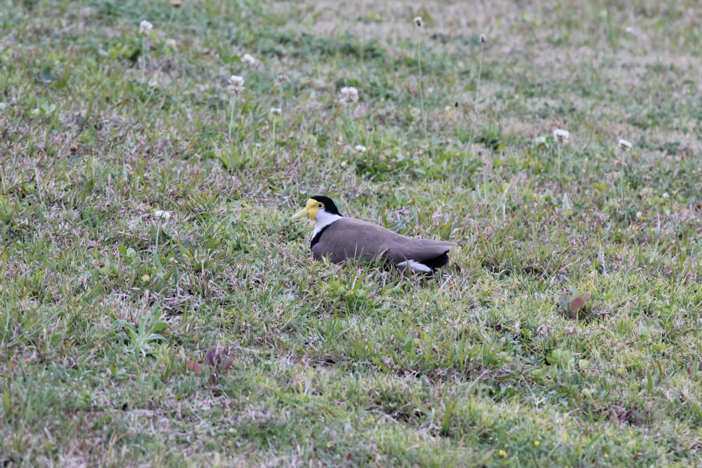Masked Plover (Vanellus miles) incubating a clutch of four eggs
