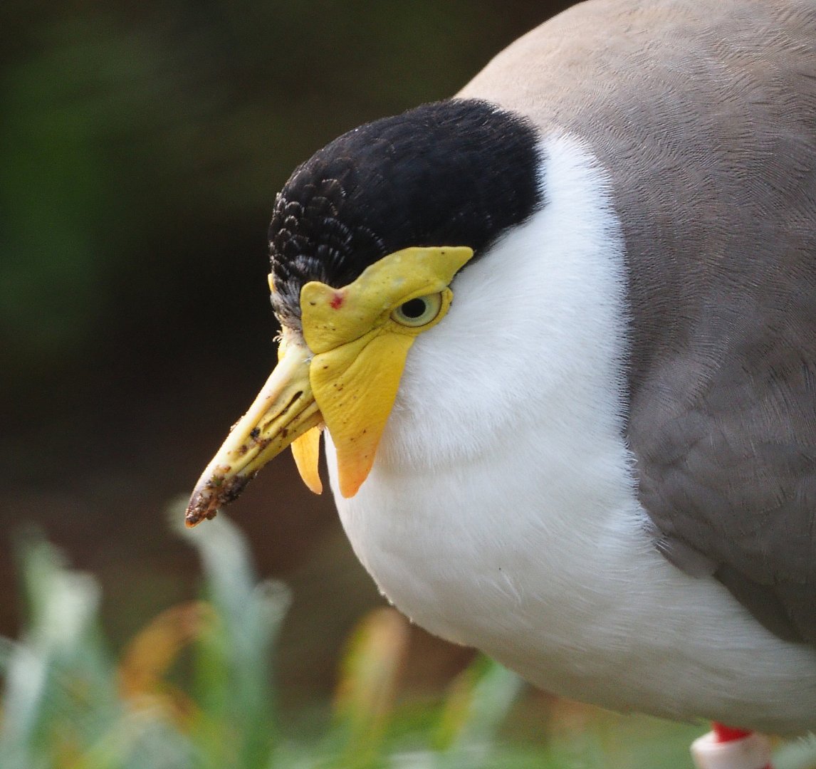 Masked plover (Vanellus miles miles), 2019-12-28