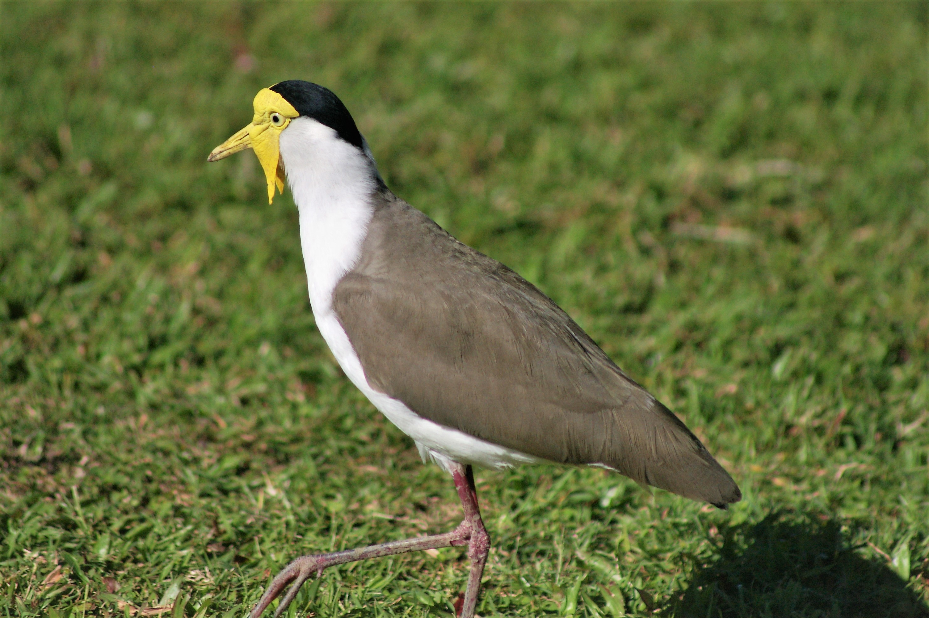 Masked Plover (Vanellus miles miles)