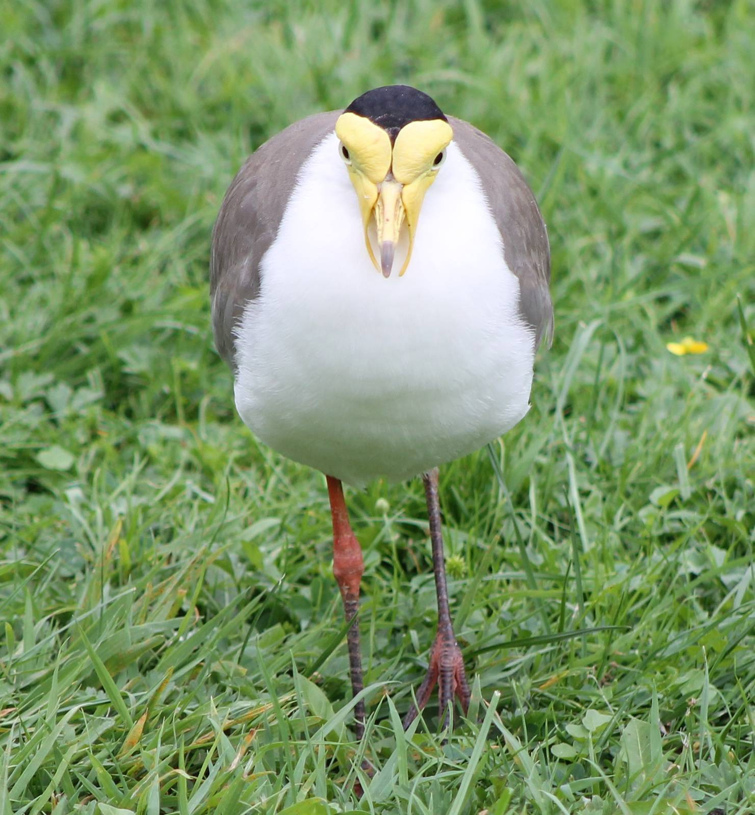 Masked plover