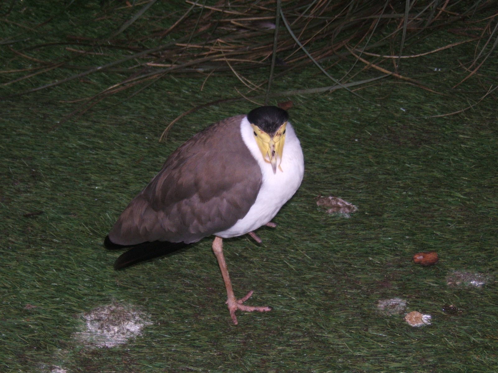 Masked Plover