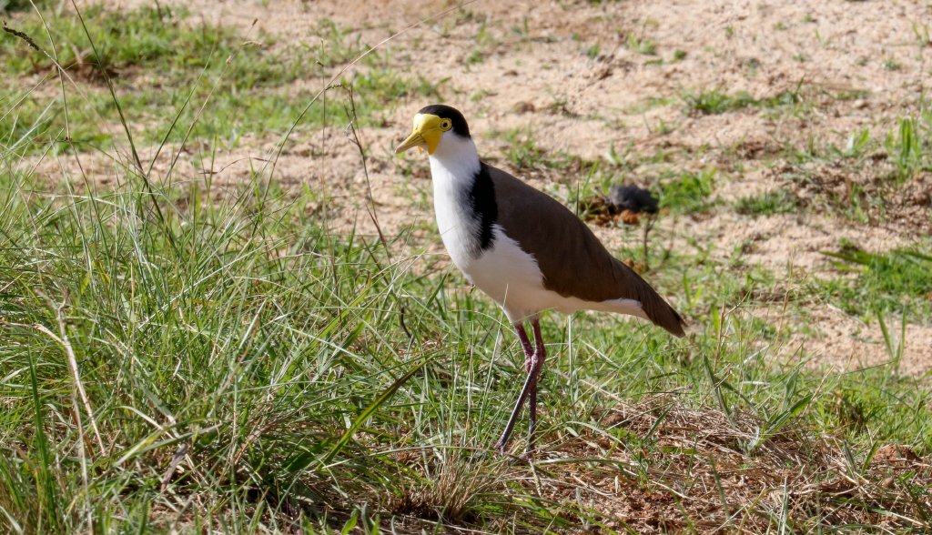 Masked Plover
