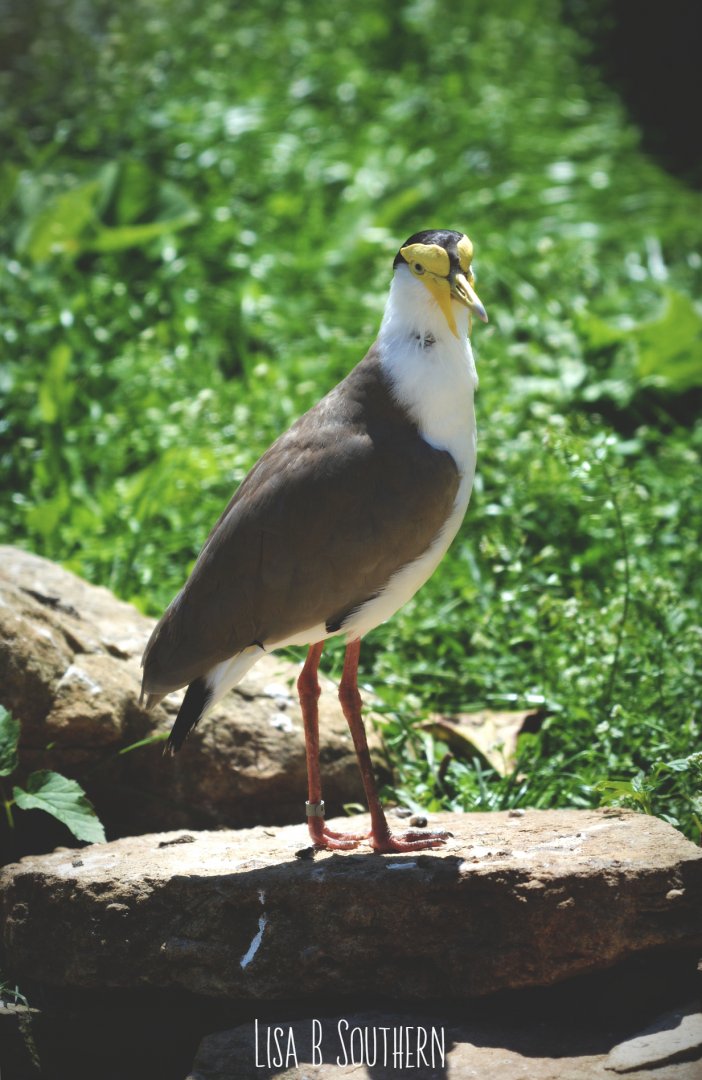 Masked Plover