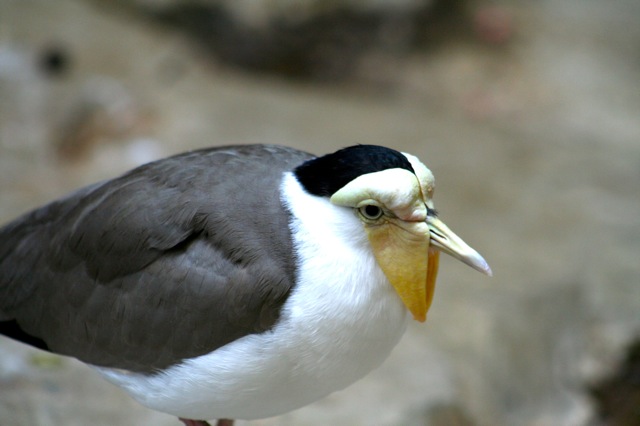 MAsked Plover