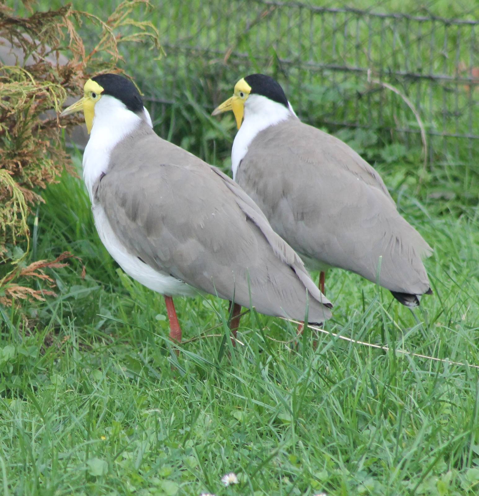 Masked plovers ( or also Masked lapwings )