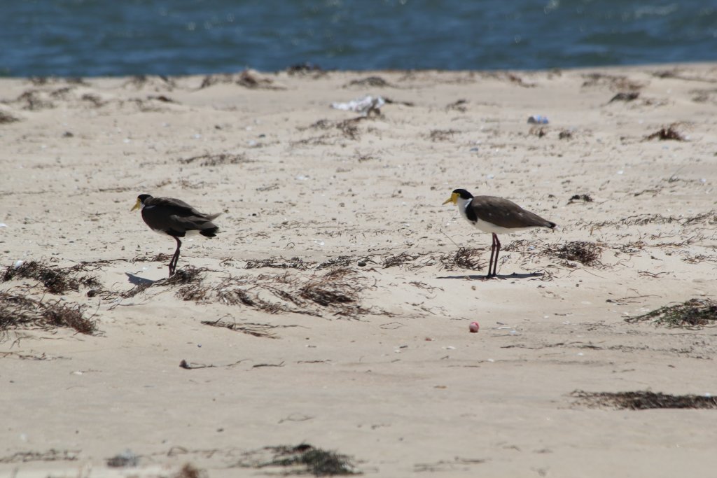 Masked Plovers