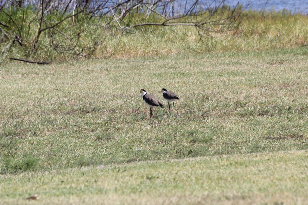Masked Plovers