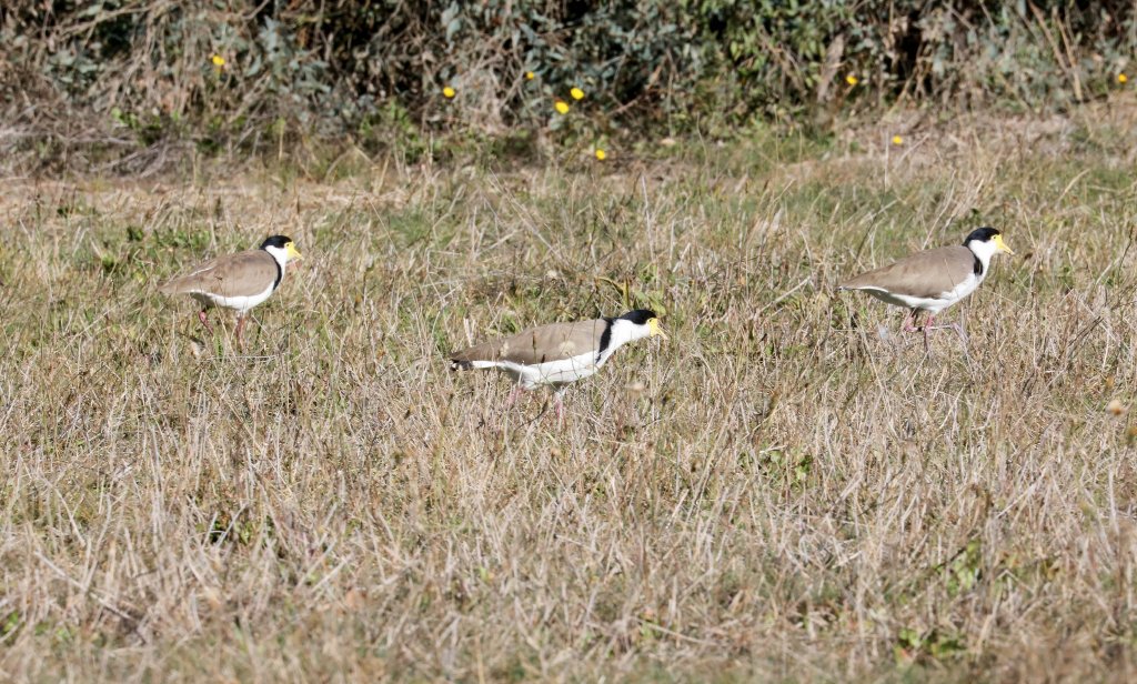 Masked Plovers